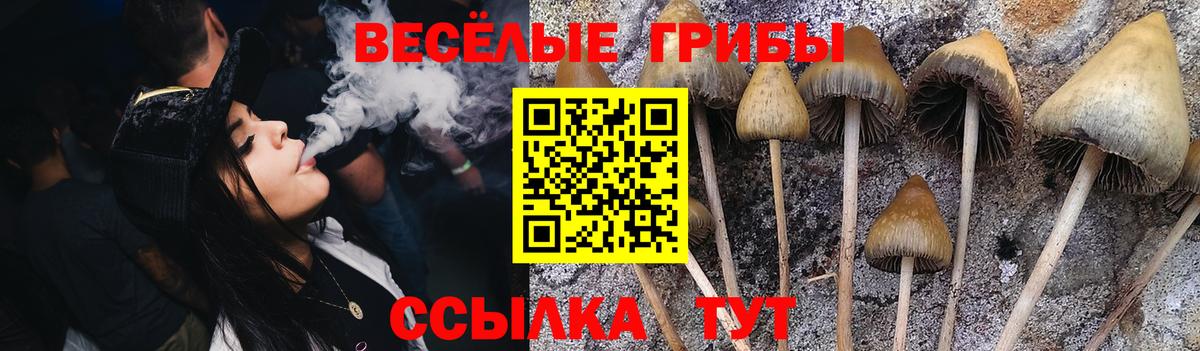 купить наркотик  Псилоцибиновые грибы MAGIC MUSHROOMS  Вход с VPN  Йошкар-Ола  Псилоцибиновые грибы Psilocybine cubensis 